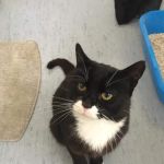 Smile Cattery