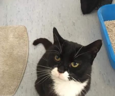 Smile Cattery