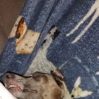 Lavender Dog Shop Chesterfield ico