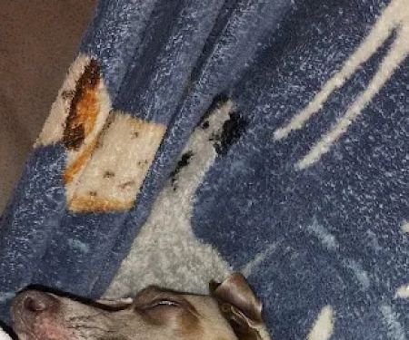 Lavender Dog Shop Chesterfield