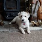 Vets for Pets - Sheffield Drakehouse