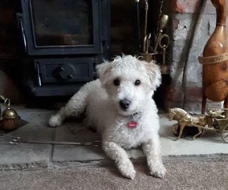 Vets for Pets - Sheffield Drakehouse