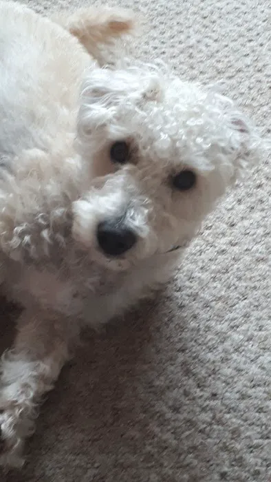 Vets for Pets - Sheffield Drakehouse Picture 4