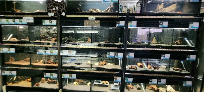 Apisto Aquatics Picture 3