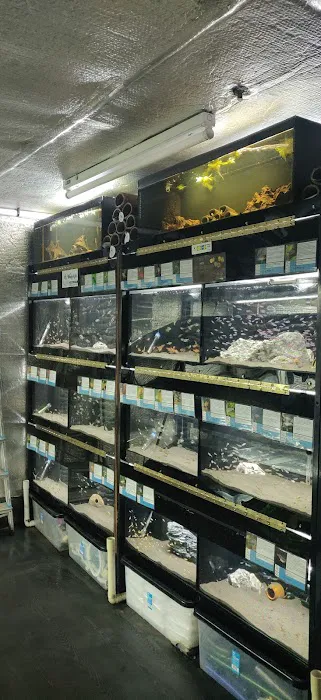 Apisto Aquatics Picture 4