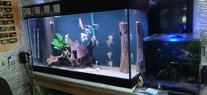 Apisto Aquatics Picture 1