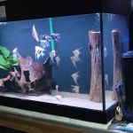 Apisto Aquatics