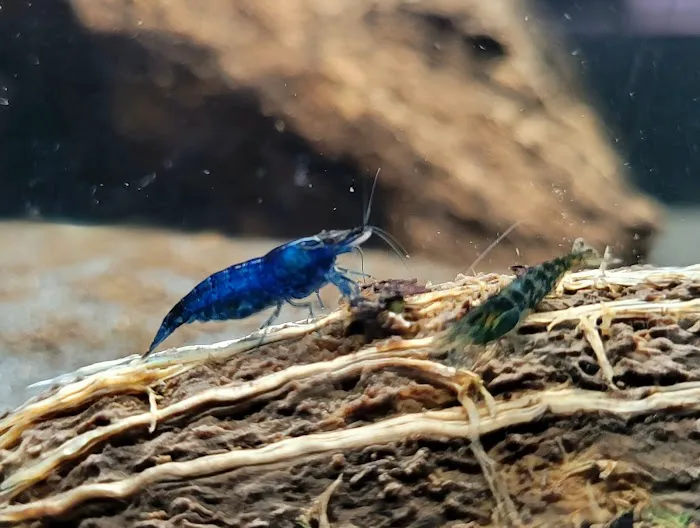 Apisto Aquatics Picture 6