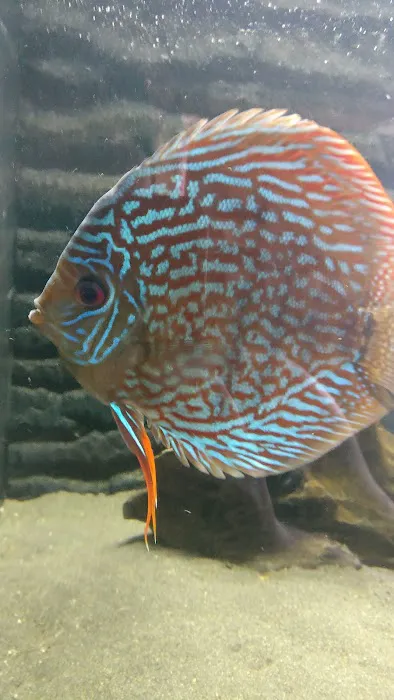 Apisto Aquatics Picture 5