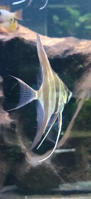 Apisto Aquatics Picture 7