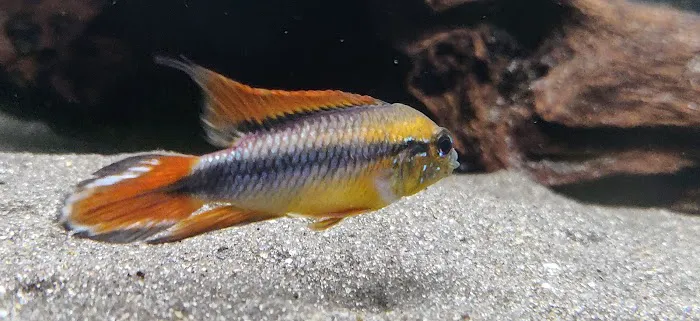 Apisto Aquatics Picture 10