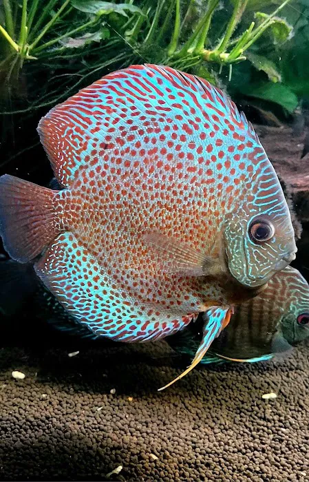 Apisto Aquatics Picture 8