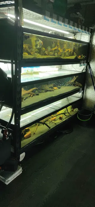 Apisto Aquatics Picture 9