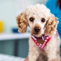 Abbeymoor Veterinary Centres ico