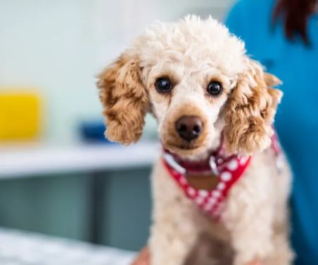 Abbeymoor Veterinary Centres