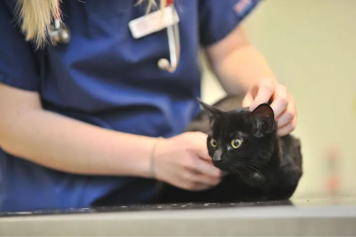 Abbeymoor Veterinary Centres Picture 5