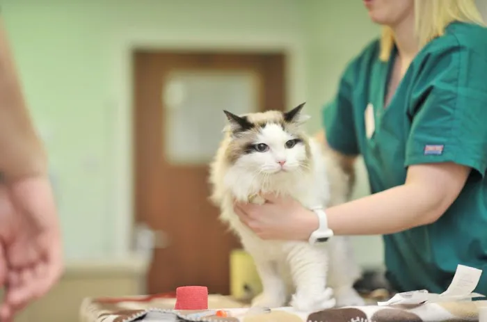 Abbeymoor Veterinary Centres Picture 7