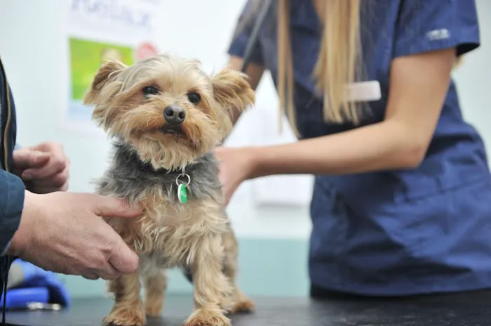 Abbeymoor Veterinary Centres Picture 9