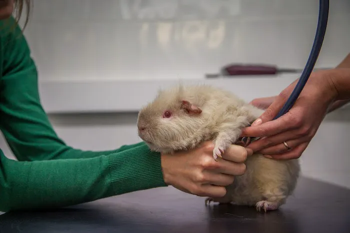 Abbeymoor Veterinary Centres Picture 8