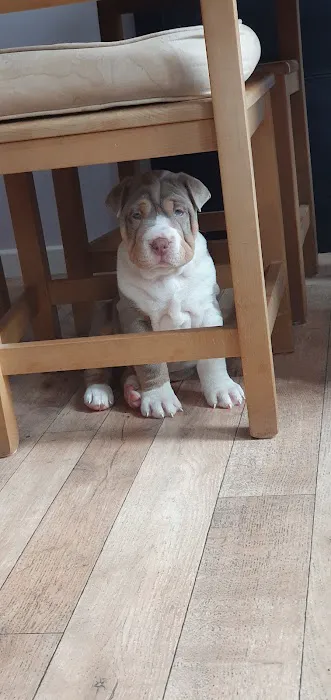 Pets at Home Leicester Fosse Park Picture 4