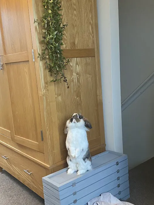 Doggie Divider Picture 5