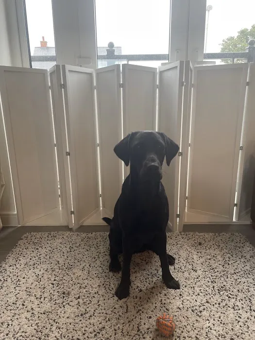 Doggie Divider Picture 7