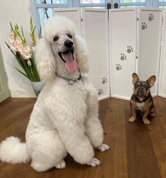 Doggie Divider Picture 9