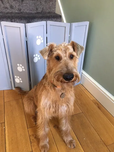 Doggie Divider Picture 10