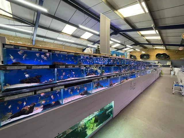 Maidenhead Aquatics Leicester Picture 6