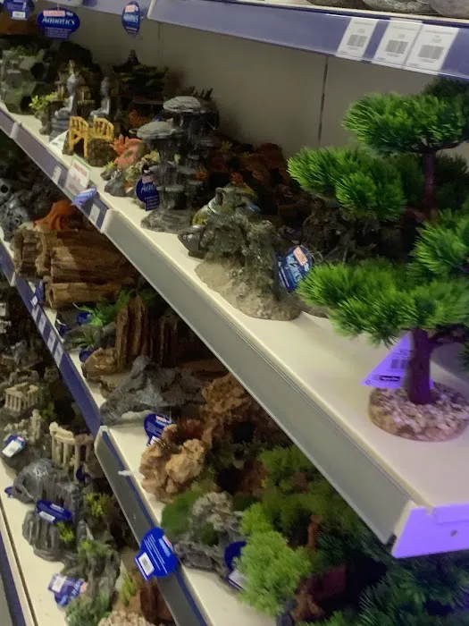 Maidenhead Aquatics Leicester Picture 10