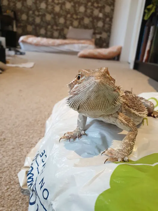 The Rain Forest Reptiles Picture 2