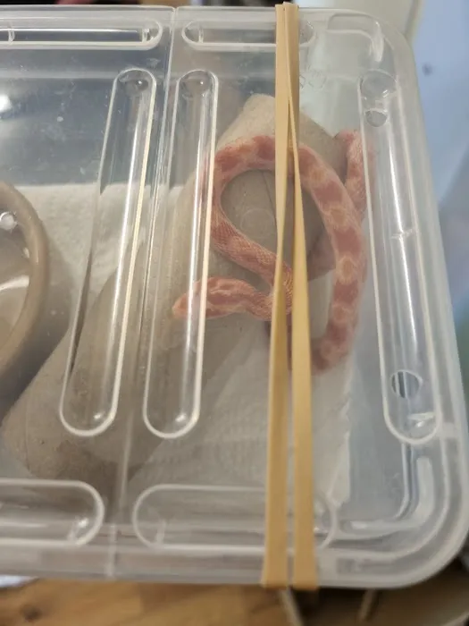 The Rain Forest Reptiles Picture 1