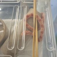 The Rain Forest Reptiles ico