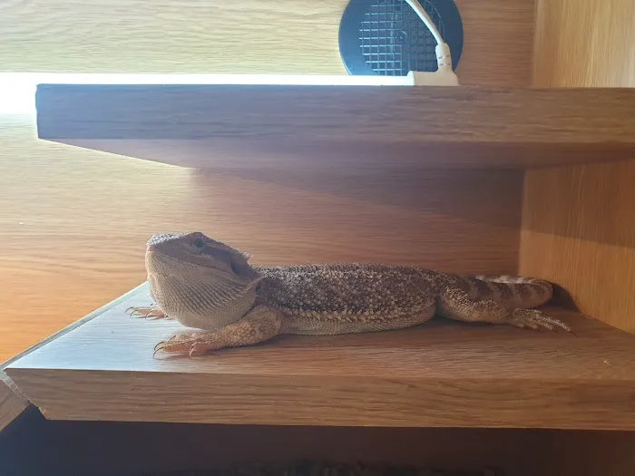 The Rain Forest Reptiles Picture 4