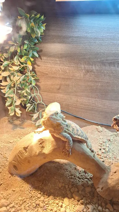 The Rain Forest Reptiles Picture 6