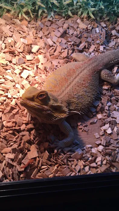 The Rain Forest Reptiles Picture 5