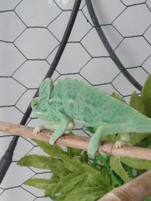 The Rain Forest Reptiles Picture 8