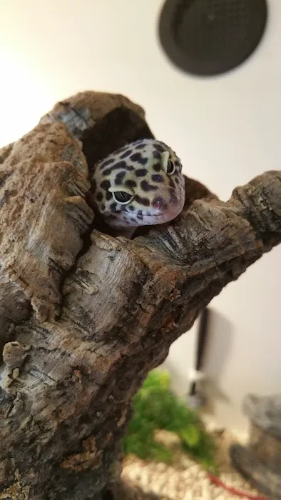 The Rain Forest Reptiles Picture 9