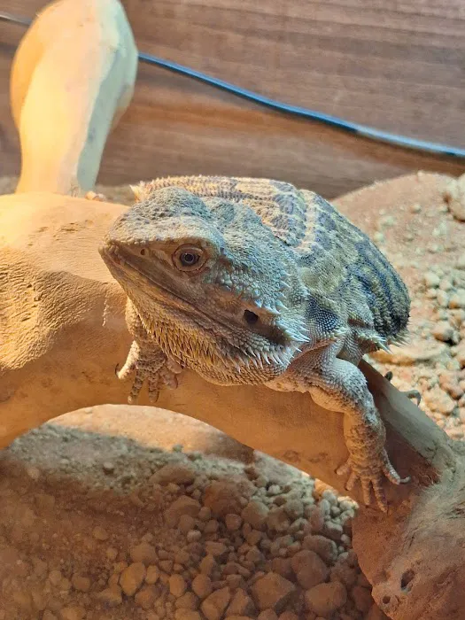 The Rain Forest Reptiles Picture 10