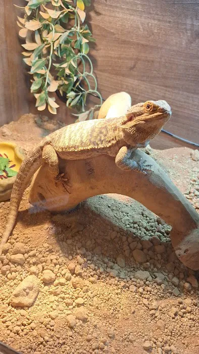 The Rain Forest Reptiles Picture 7