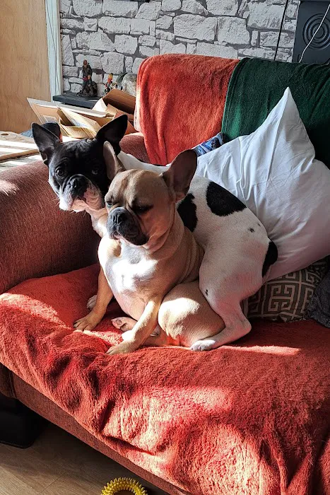 Jollyes - The Pet People Ballymena Picture 1