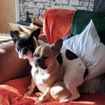 Jollyes - The Pet People Ballymena