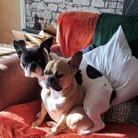 Jollyes - The Pet People Ballymena ico