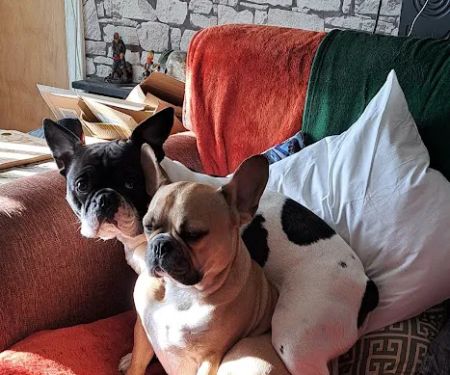 Jollyes - The Pet People Ballymena