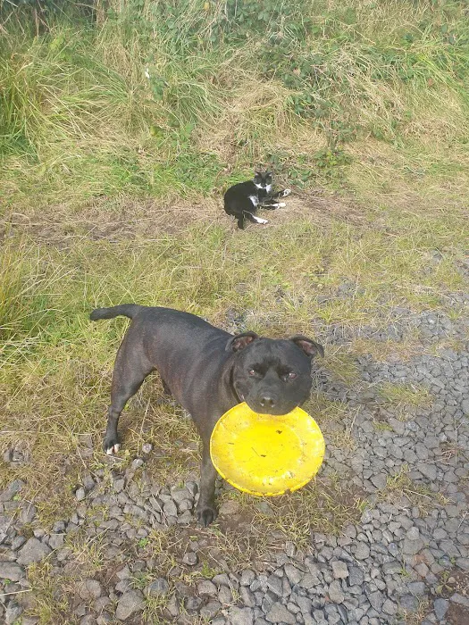 Jollyes - The Pet People Ballymena Picture 9