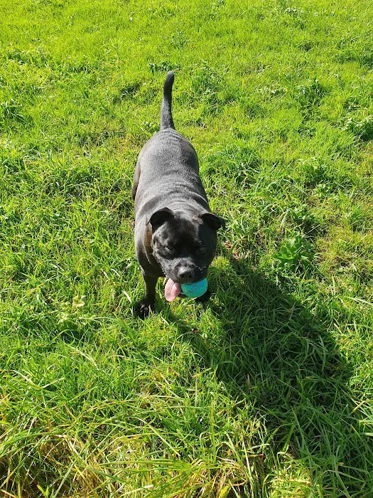 Jollyes - The Pet People Ballymena Picture 10