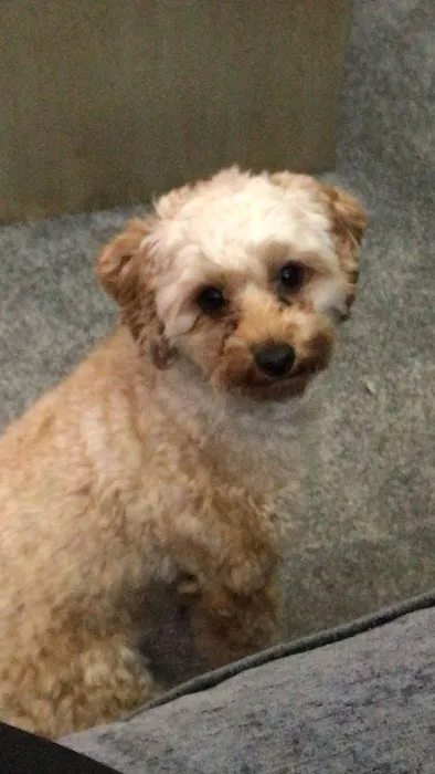 Pets at Home Ballymena Picture 9