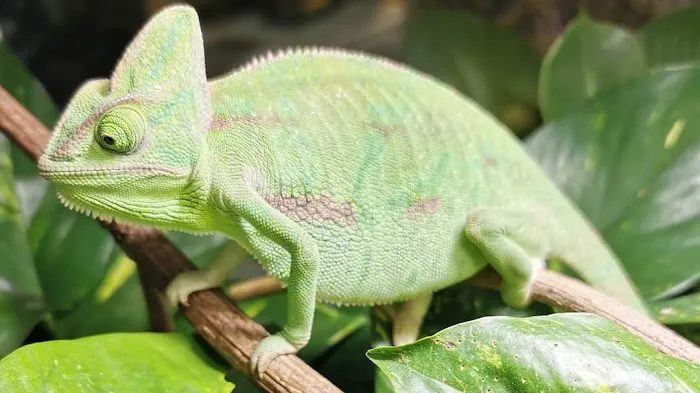 Jungle Pets Picture 1