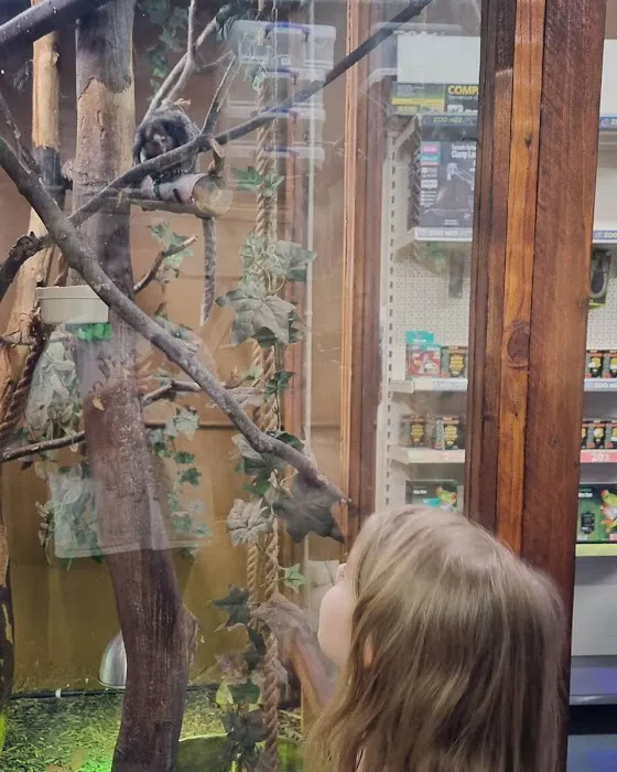 Jungle Pets Picture 4