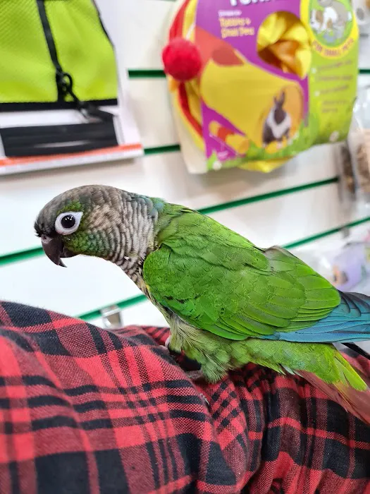 Jungle Pets Picture 6